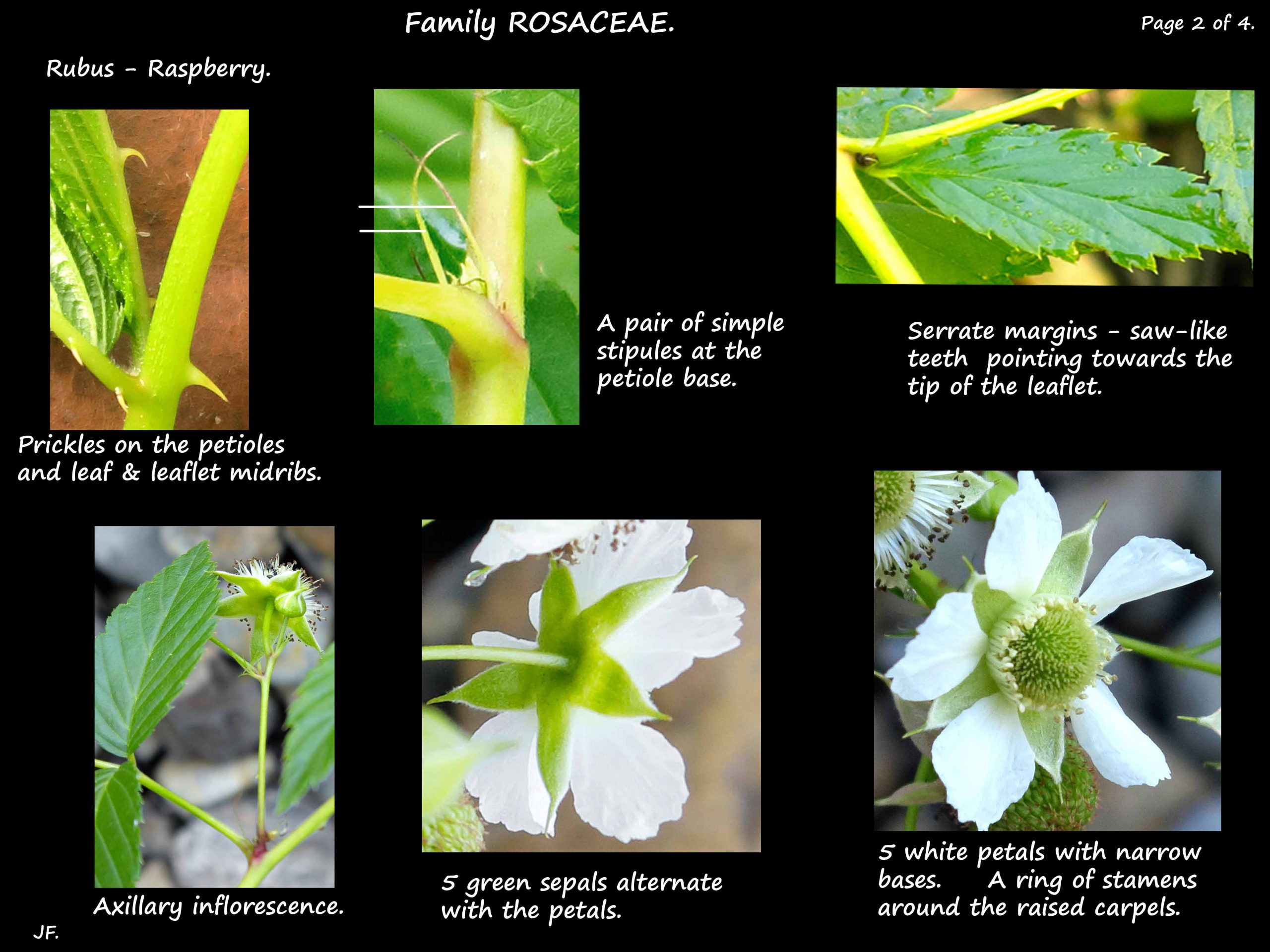 2 Rubus leaves & flowers